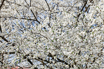 Blooming branch of cherry tree