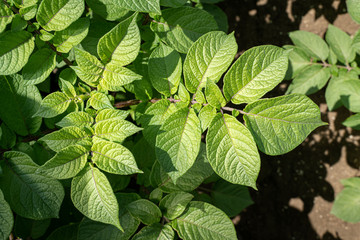 Green leafs close up of potatoes as background