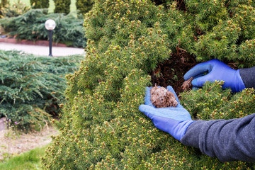 The gardener removes the red spider mite (Tetranychus urticae) cocoons from the thuja.