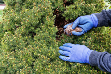 The gardener removes the red spider mite (Tetranychus urticae) cocoons from the thuja.