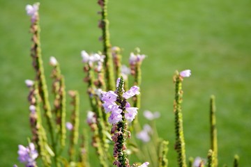 Close-up shot of the beautiful flowers. Suitable for floral background.