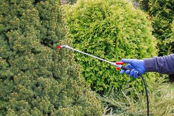 Spraying plants in the garden.