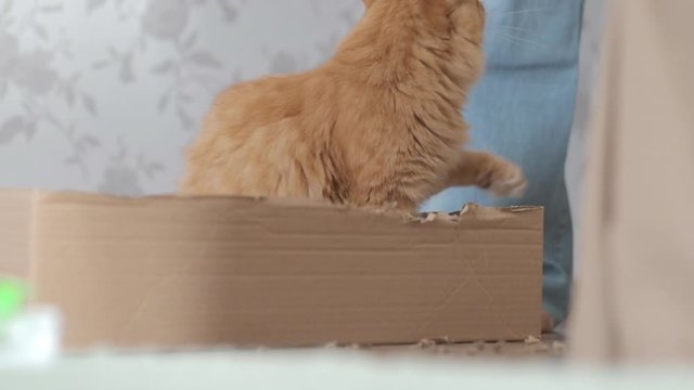 Cute ginger cat chews a cardboard box. Woman in blue jeans and a small child came and punished the pet.