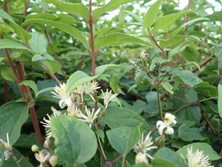 detail of a white blossoming tree