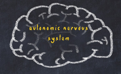 Drawind of human brain on chalkboard with inscription autonomic nervous system