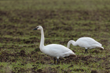 Trumpeter Swan in Grass Field