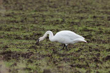Trumpeter Swan in Grass Field