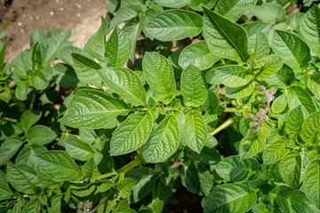 Green leafs close up of potatoes as background