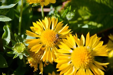 Close-up shot of the beautiful flowers. Suitable for floral background.