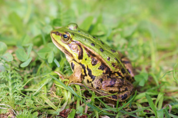green and gold colored frog on grass