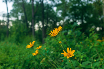 Close-up of yellow flowers against a blurred woodland landscape