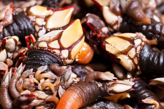 percebes fresh barnacles of Galicia , Spain