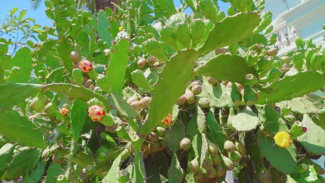 flowers of prickly pear cactus, moving in the wind in the bright sun.