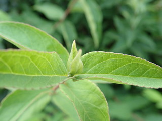 detail of a green leaves of a plant