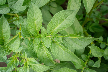 Green leafs close up of potatoes as background