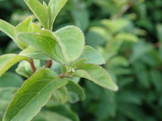 detail of a green leaves of a plant