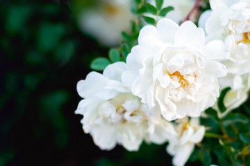 Wild rose, Rosa canina, dog rose white flowers bush close up