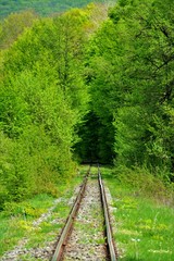 Fototapeta premium railway in a tunnel of green trees