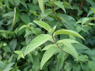 detail of a green leaves of a plant