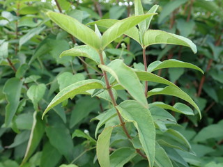 detail of a green leaves of a plant