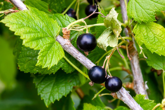 The blackcurrant or black currant (Ribes nigrum) is a woody shrub, berries on a green branch during the harvest season closeup view