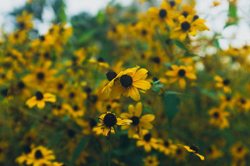 Close-up of yellow flowers