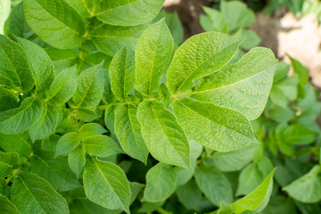 Green leafs close up of potatoes as background