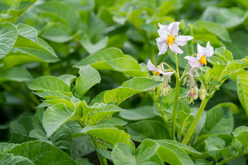 Potato flowers and green leaves. Potato field in the Netherlands. Summer.