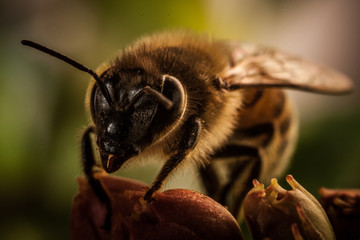 Honey Bee Macro in a red flower, super macro