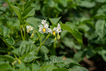 Potato flowers and green leaves. Potato field in the Netherlands. Summer.