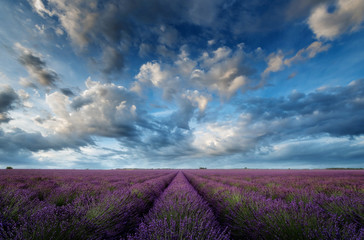 Fototapeta na wymiar lavender field with dramatic cloudy sky