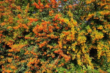 View on isolated colorful red, yellow, orange and green cotoneaster horizontalis hedge - Germany,...