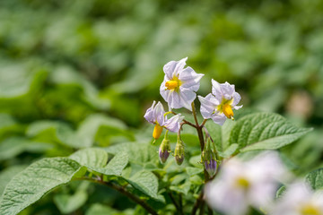 Potato flowers and green leaves. Potato field in the Netherlands. Summer.
