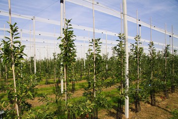 Obraz premium View on open greenhouse for growth of young apple trees on fruit plantation against blue sky in summer - Viersen (Kempen), Germany