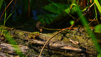 lizard on rock