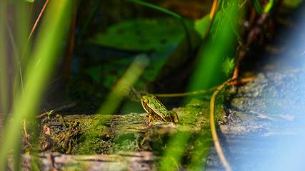 Obraz premium frog in pond