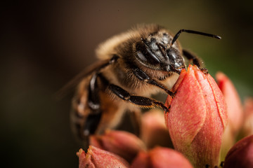 Honey Bee Macro in a red flower, super macro