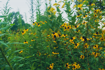 prairie field meadow of yellow flowers