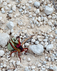 Large Grasshopper on Rocks