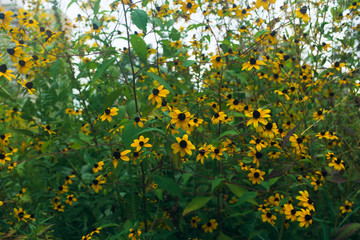 Obraz premium prairie field meadow of yellow flowers