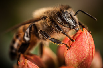 Honey Bee in a red flower, super macro