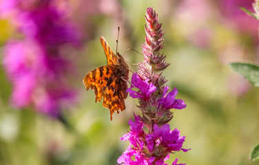 comma butterfly