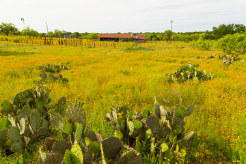 Prickly Pear and Bitter Weed Blanket Pastures of Run Down Ranch in Central Texas