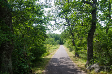 Green footpath through a deciduous forest in summer season