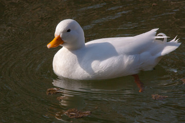 Verwilderte weiße Stockente