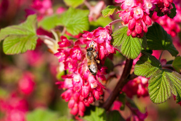 Biene auf Zierjohannisbeere