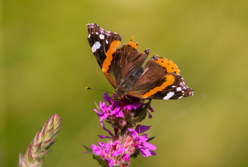 red admiral butterfly