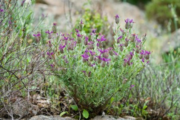 Obraz premium Spanish lavender