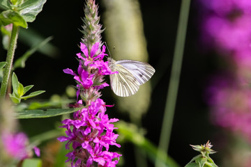 small white butterfly