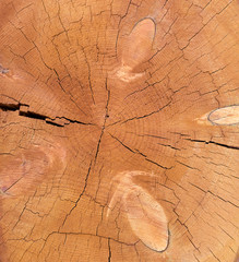 Tree with rings as a wood texture.
